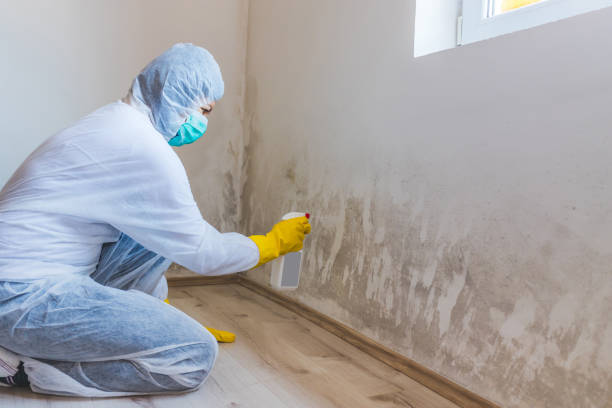 Licensed Black Mold Removal service in Hallwood, VA - WQB Mold Removal