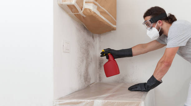 Professional Black Mold Removal technician working in Hallwood, VA