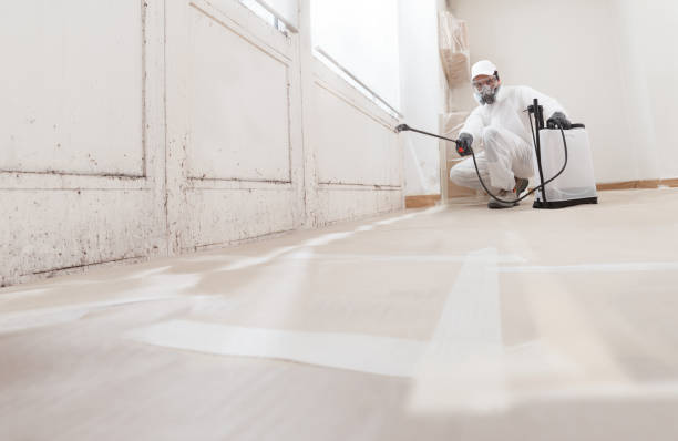 24/7 Emergency Black Mold Removal experts in Hallwood, VA