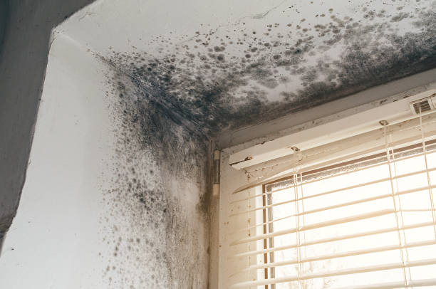 Affordable Black Mold Removal solutions in Hallwood, VA