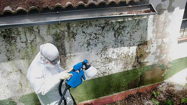 Top rated local Black Mold Removal specialists in Hallwood, VA